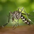 How to Mitigate Dengue Fever