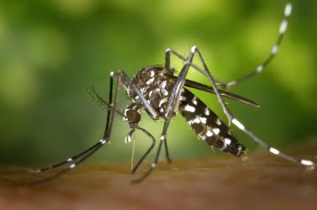 Mitigate Dengue Fever