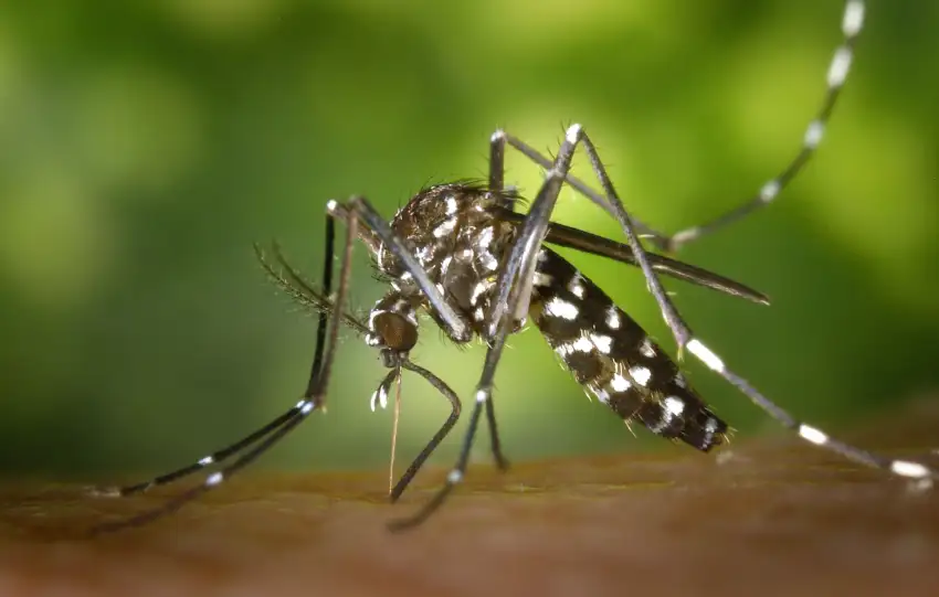 Mitigate Dengue Fever