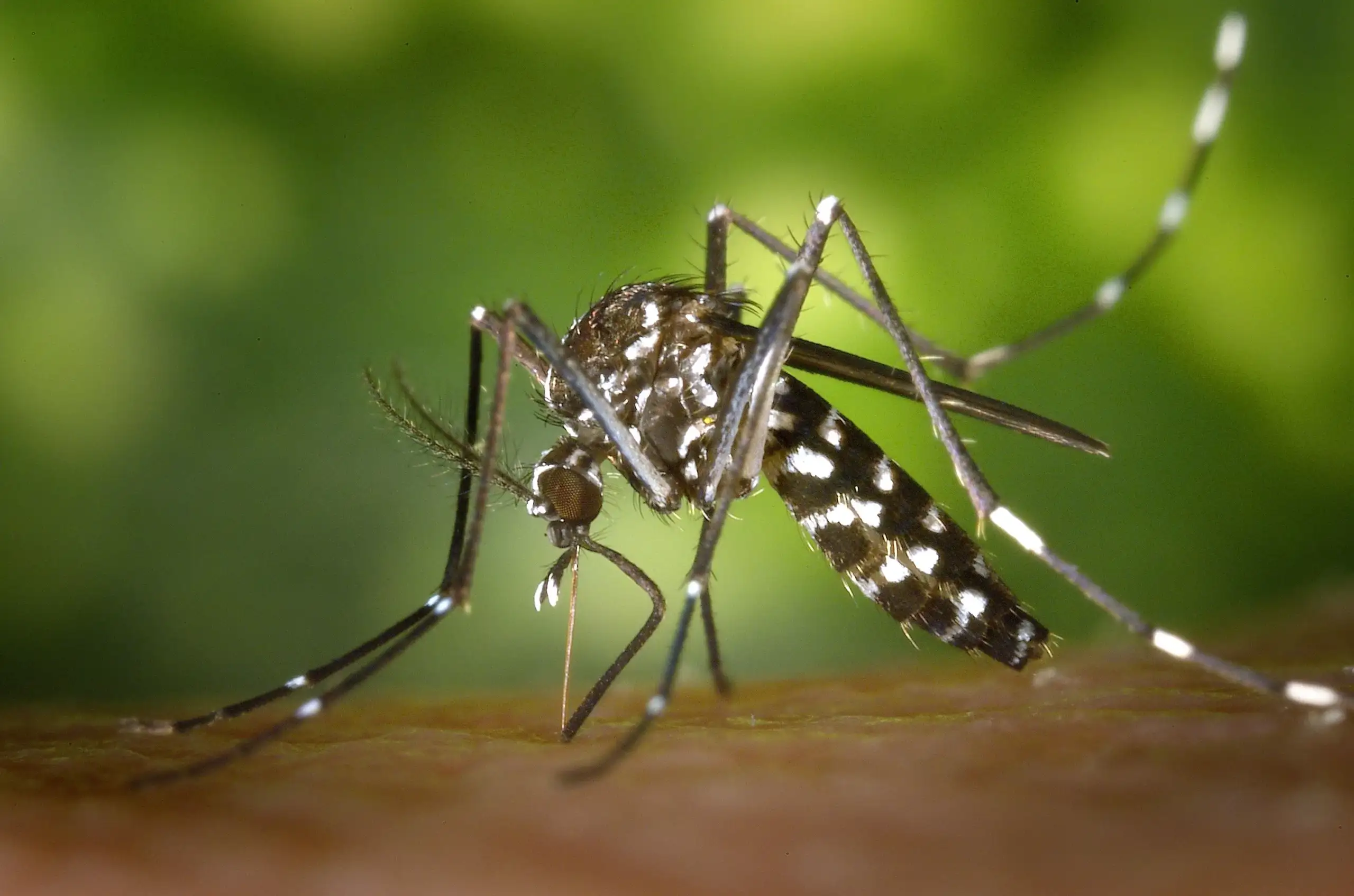 Mitigate Dengue Fever
