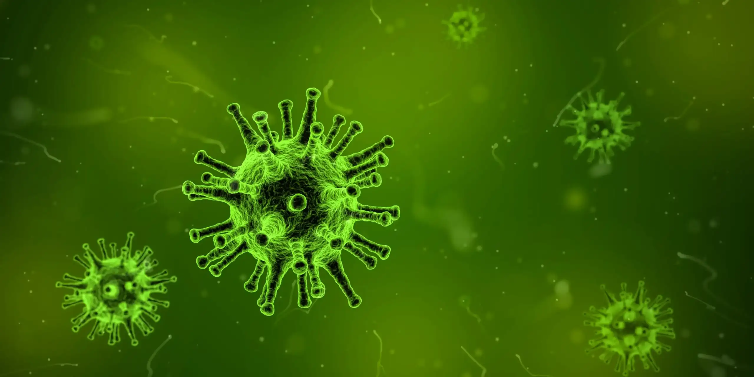 Shamonda virus
