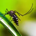 Dengue Symptoms in Kids: Warning Signs Parents Should Know