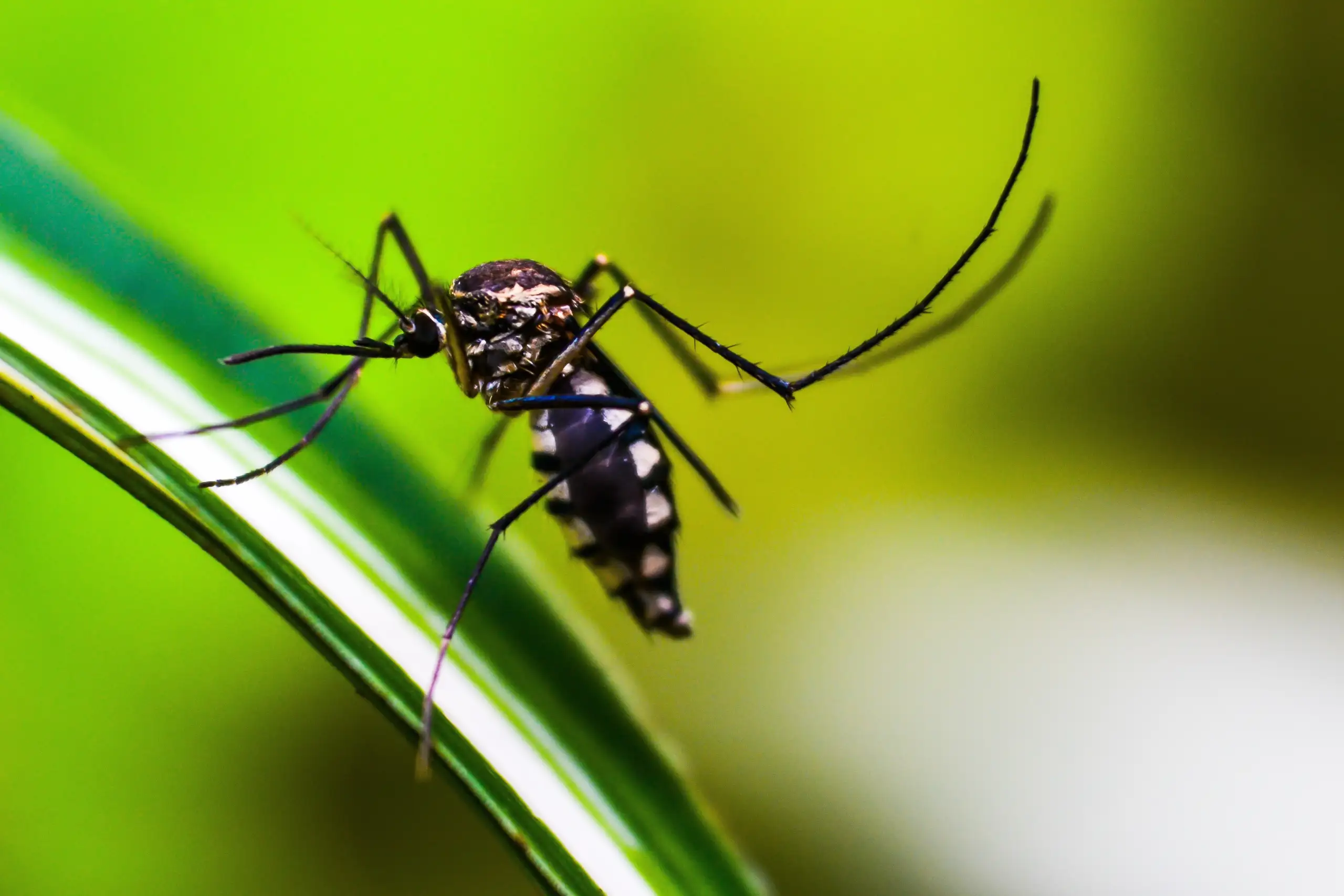 dengue symptoms